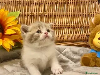 Scottish Fold cats 🧸QUALITY TICA REG FAWN SCOTTISH/BSH 😻🧸 - Advert 5