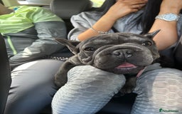 French Bulldog dogs for sale: 11 month old female french bulldog - Image 2
