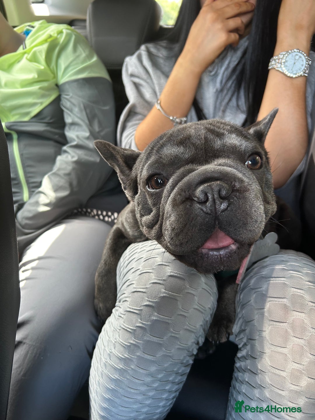 French Bulldog dogs for sale: 11 month old female french bulldog - Image 2