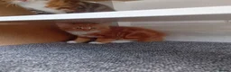 Mixed Breed cats for sale: 4 kittens  in Huddersfield - Advert 10