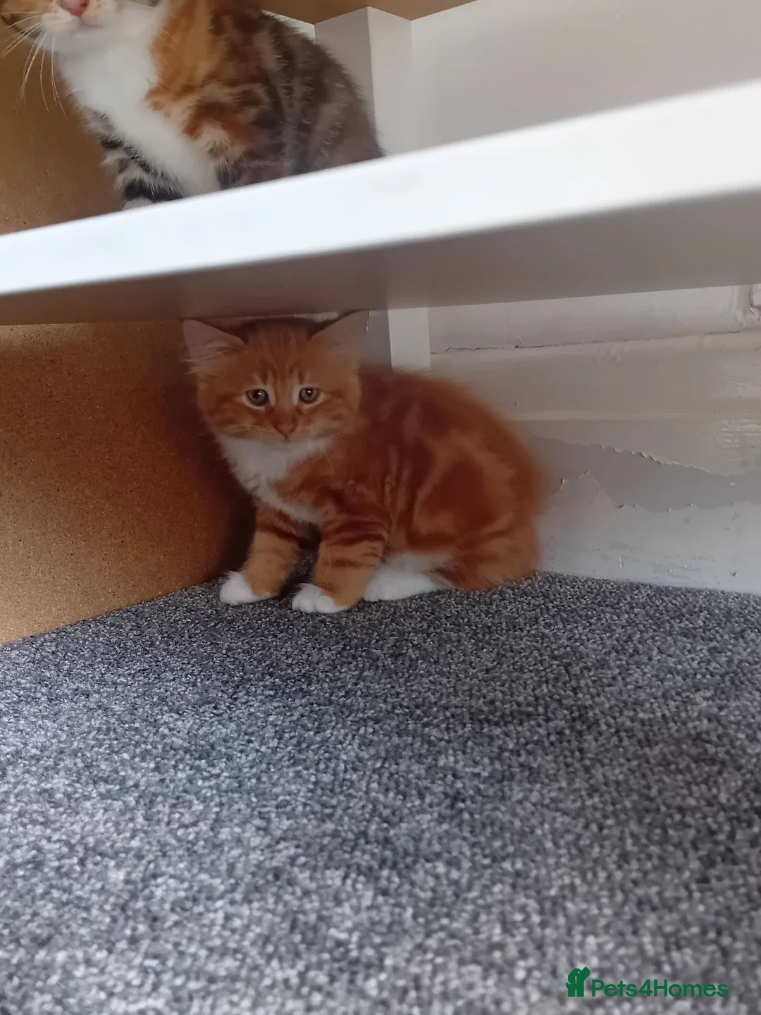Mixed Breed cats for sale: 4 kittens  in Huddersfield - Advert 10