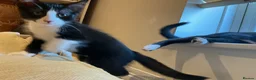 Domestic Shorthair cats for sale: 4 Beautiful Kittens Ready for their Forever Homes - Advert 15