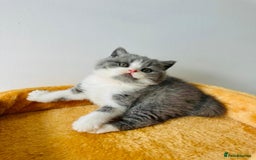 British Shorthair cats for sale: 🐻 STUNNING GIRL GCCF REGISTERED REDUCED LAST 1 🐻 - Image 13