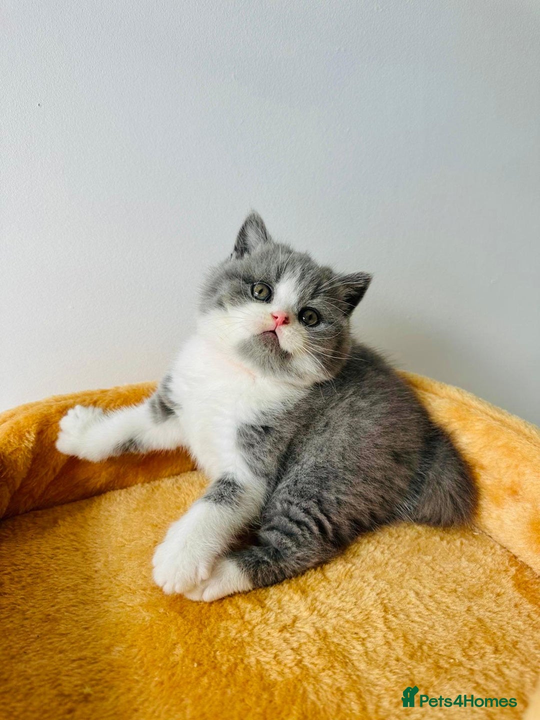 British Shorthair cats for sale: 🐻 STUNNING GIRL GCCF REGISTERED REDUCED LAST 1 🐻 - Image 13