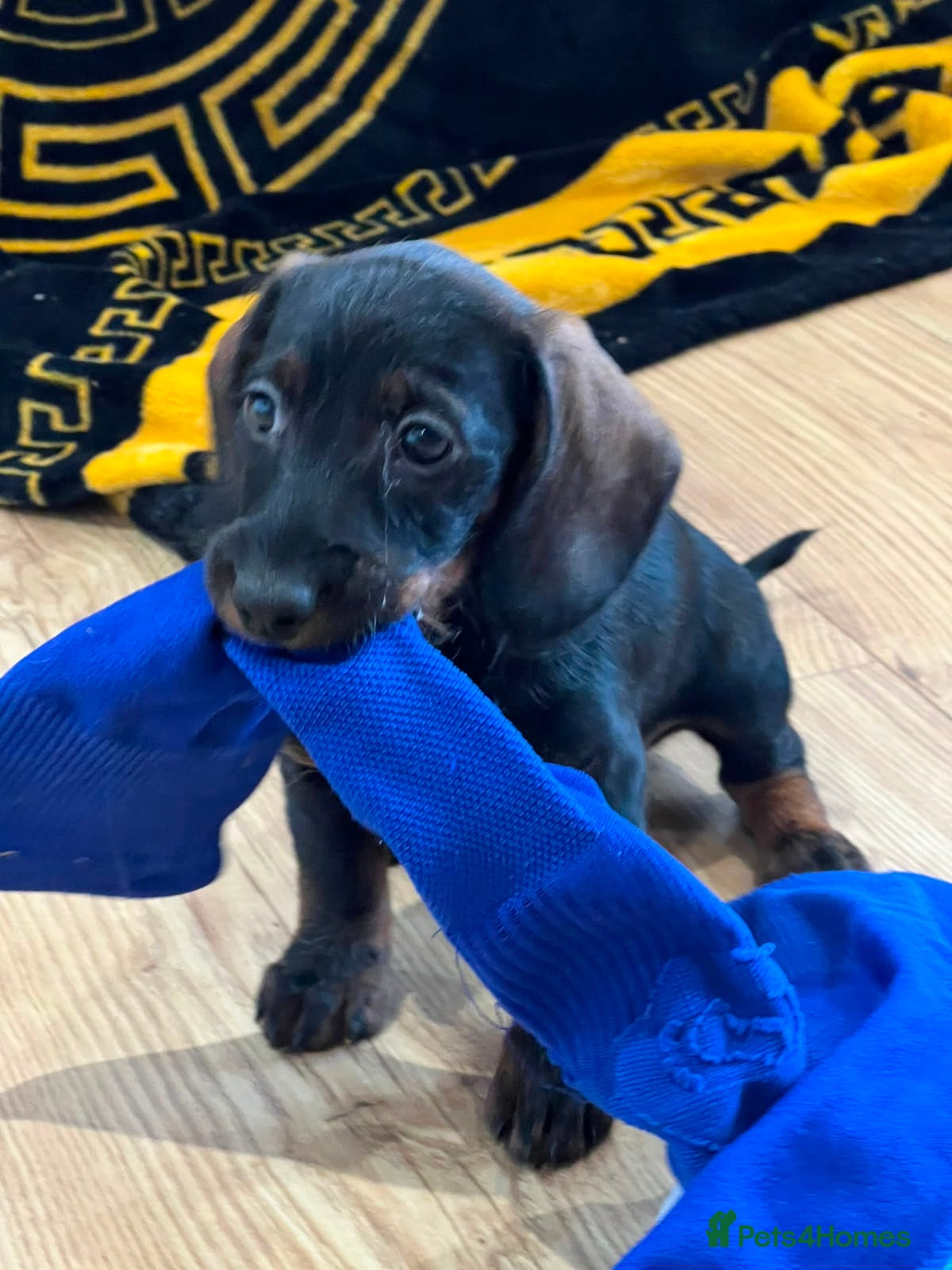 Miniature Dachshund dogs Home raised miniature wire haired dachshunds - Advert 2