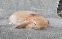 Mini Lop rabbits for sale: Mini lops for sale  - Image 4