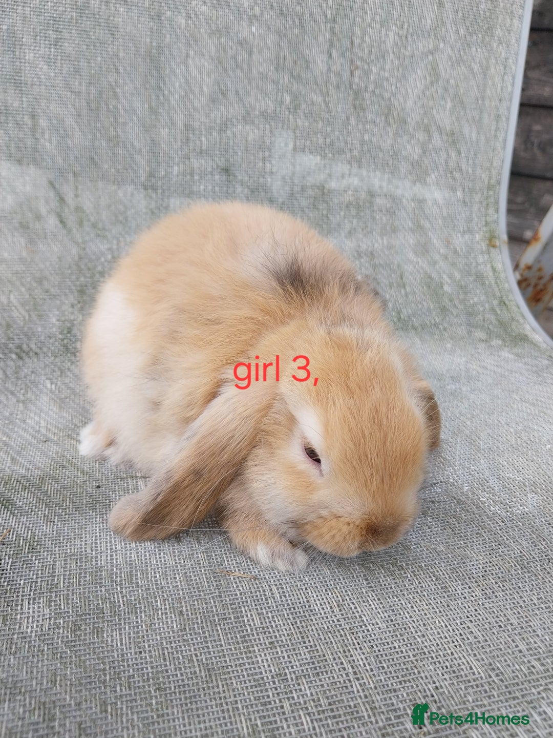 Mini Lop rabbits for sale: Mini lops for sale  - Image 4