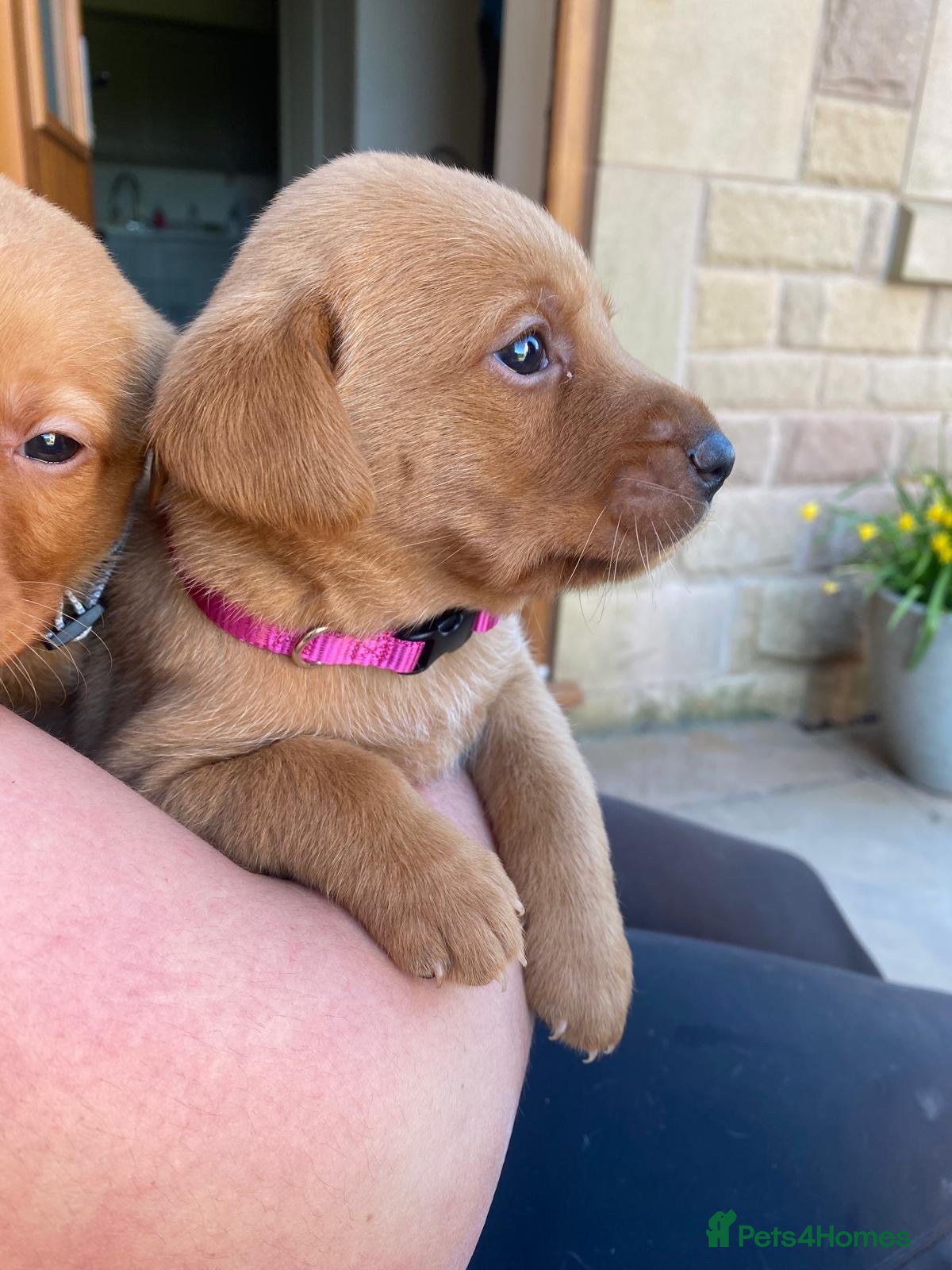 Labrador Retriever dogs Gorgeous Fox Red Labrador Puppies - Advert 1