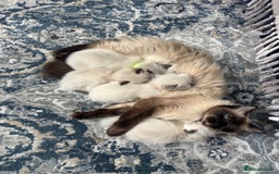 Ragdoll cats for sale: Ragdoll - Pedigree  - Image 6