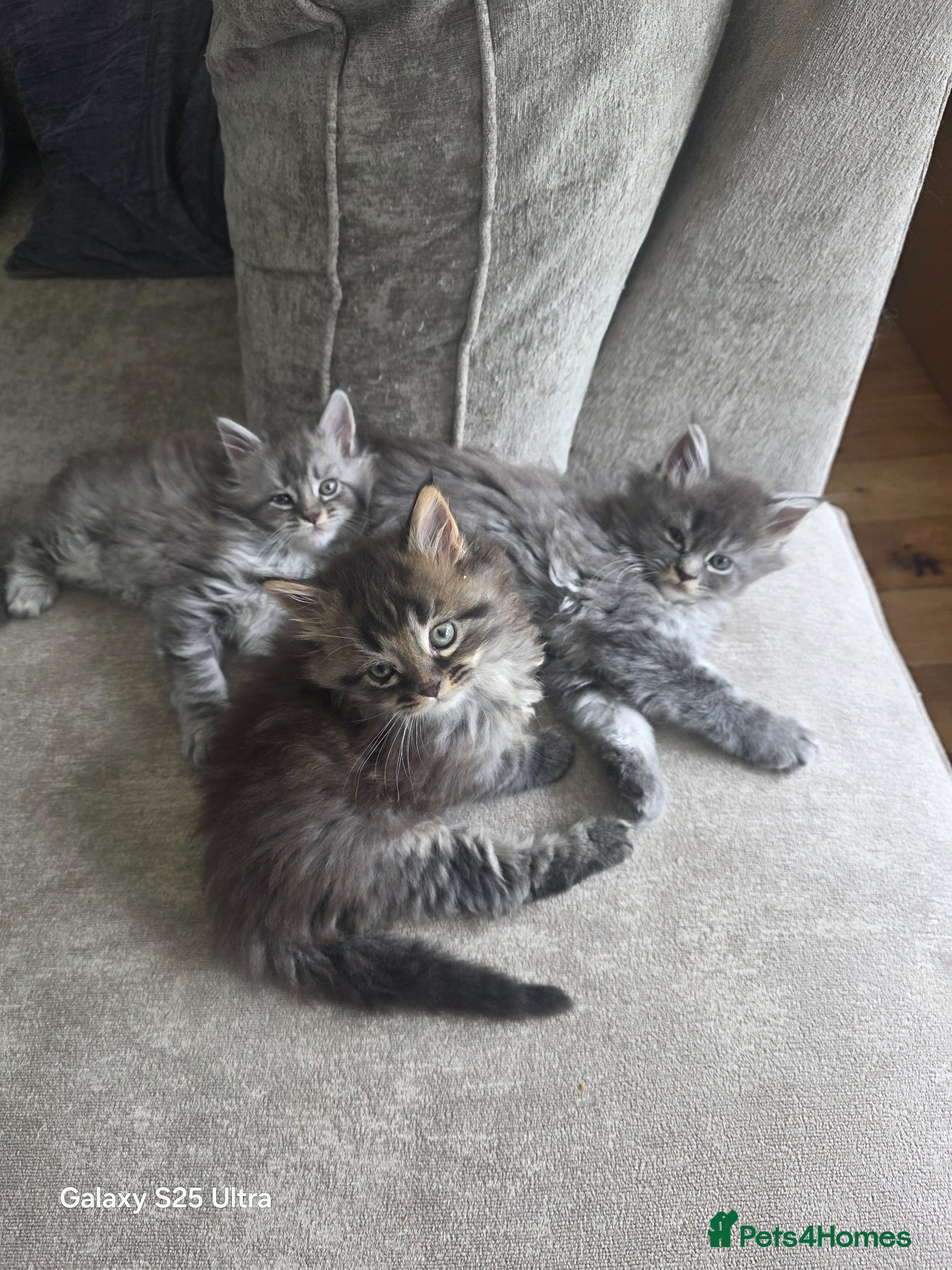 Maine Coon cats  Pure Maine coon kittens  - Advert 15
