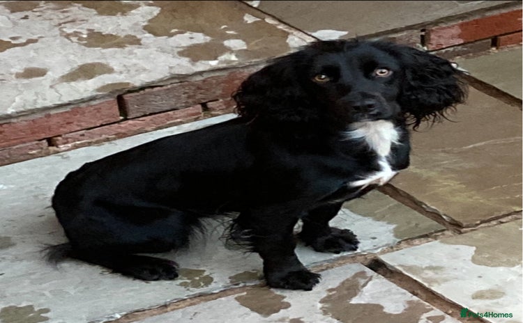 Cocker Spaniel dogs - Advert 15