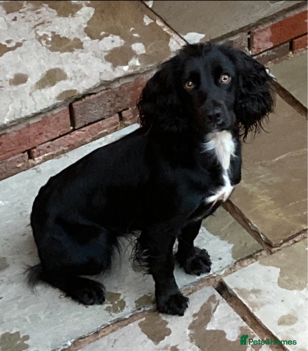 Cocker Spaniel dogs for sale: 4Year Old Cocker Spaniel Bitch  - Image 1