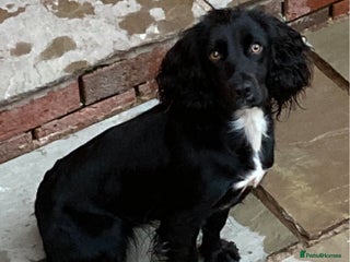 Cocker Spaniel dogs - Advert 19