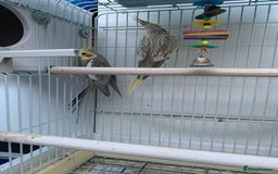 Cockatiels birds for sale: Cockatiel birds - Image 10
