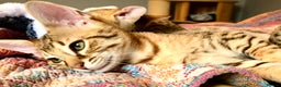 Savannah cats for sale: Beautiful full pedigree savannah kittens  - Advert 8