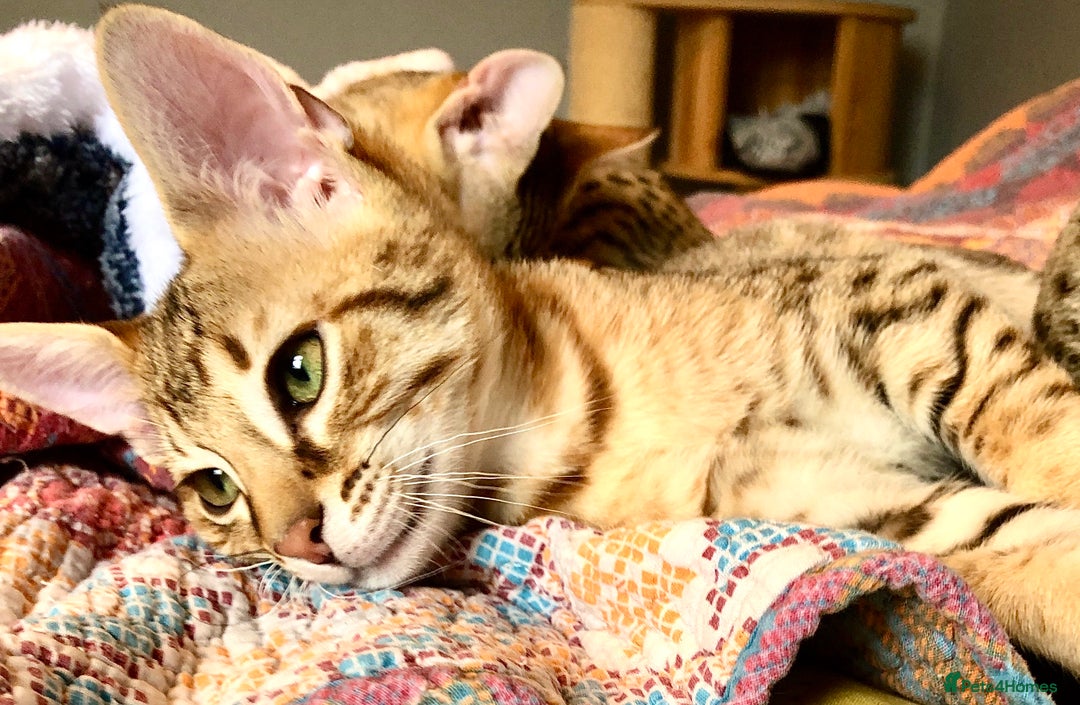 Savannah cats for sale: Beautiful full pedigree savannah kittens  - Advert 8