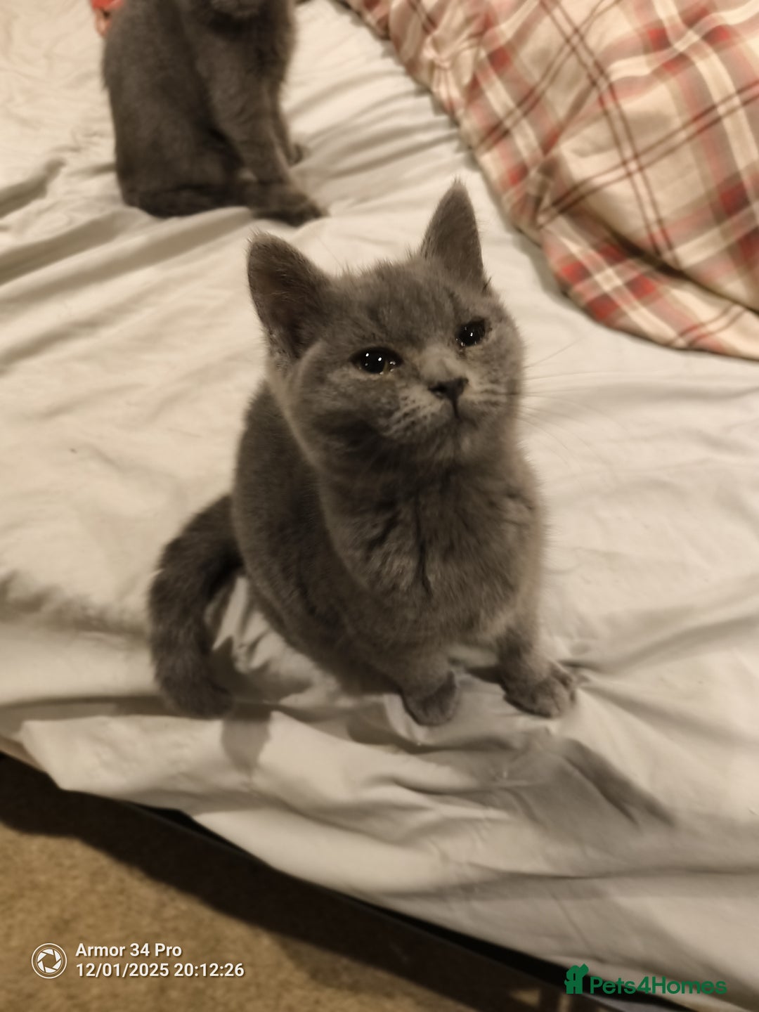 British Shorthair cats for sale: 3 beautiful little British short hair kittens   - Advert 12