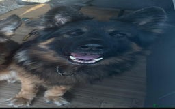 German Shepherd dogs for sale: KC/PEDIGREE GERMAN SHEPHERDS - Image 12