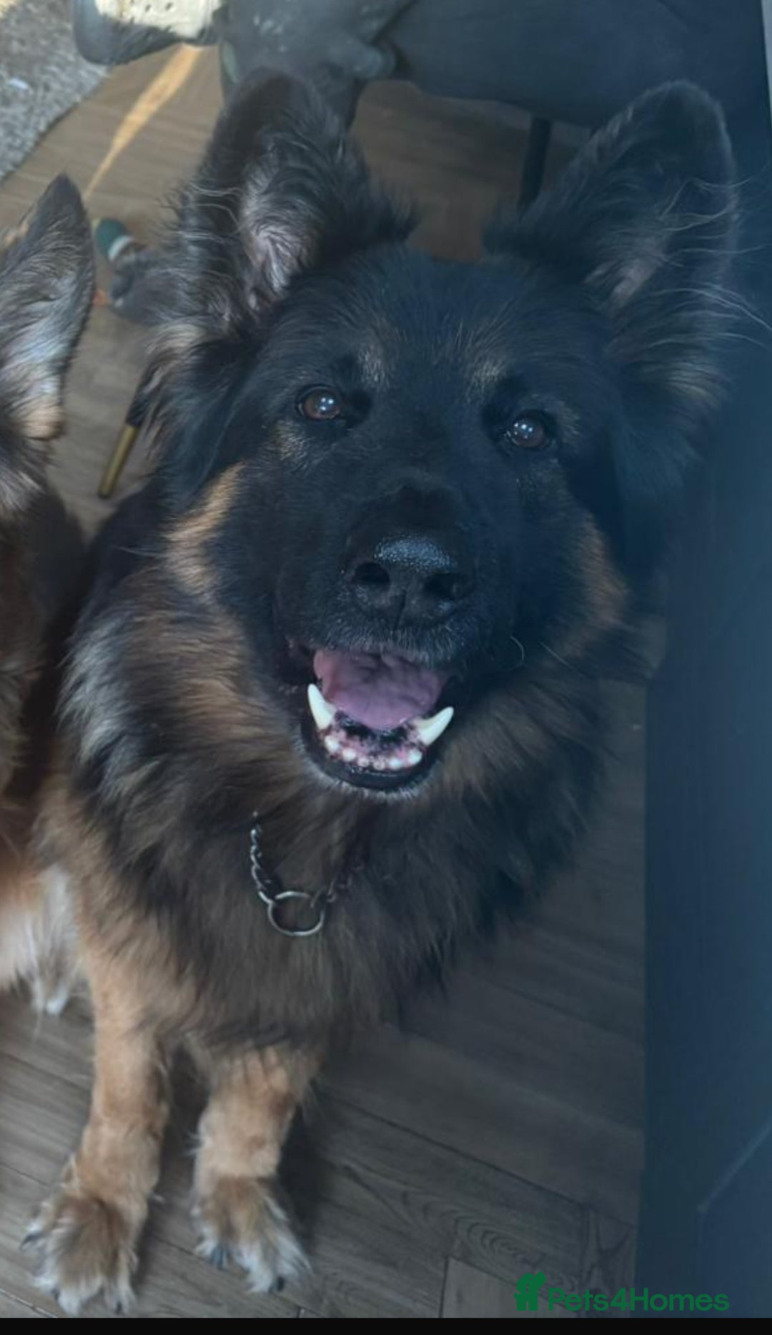 German Shepherd dogs for sale: KC/PEDIGREE GERMAN SHEPHERDS - Image 12