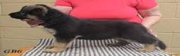 German Shepherd dogs for sale: Top Quality GSD (Alsatian) Pups For Sale - Advert 9