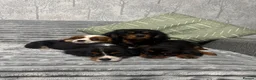 Cavalier King Charles Spaniel dogs for sale: KC Registered Health Tested CKCS Puppies - Advert 14