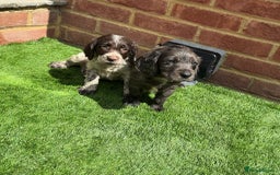 Cocker Spaniel dogs for sale: Cocker spaniel puppy’s ready to leave  - Image 8