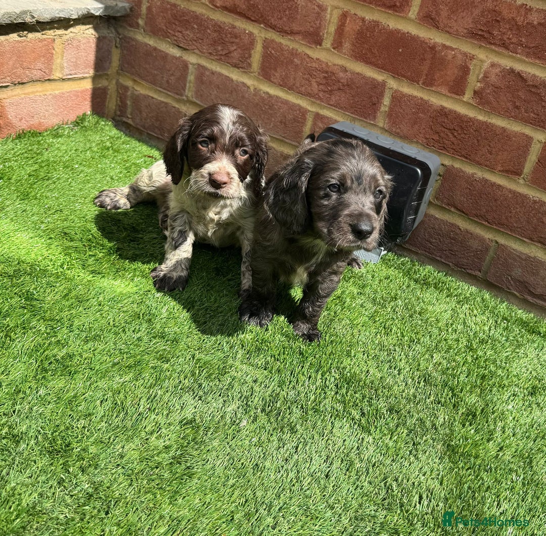 Cocker Spaniel dogs for sale: Cocker spaniel puppy’s ready to leave  - Image 8