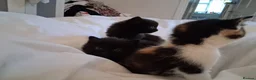 Mixed Breed cats for sale: BLACK OR TORTOISHELL KITTENS - Advert 3