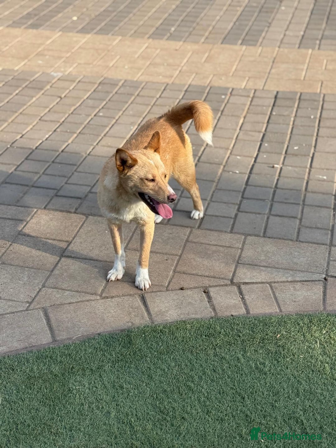 Mixed Breed dogs for adoption: Gorgeous Bill ready for his home - Advert 13