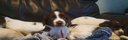 English Springer Spaniel dogs for sale: Beautiful springer spaniel puppies - Advert 8
