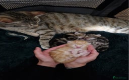 Bengal cats for sale: Siberian/bengal cross kittens - Image 11