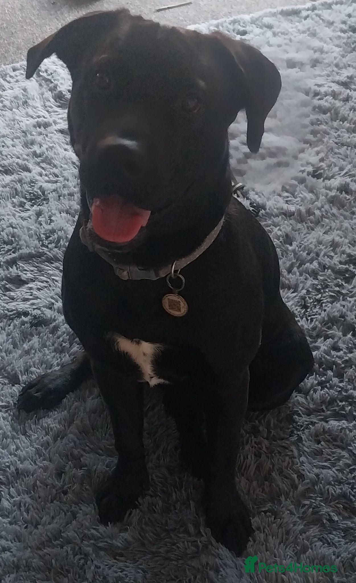 Mixed Breed dogs 7 month old Vinny - Advert 1