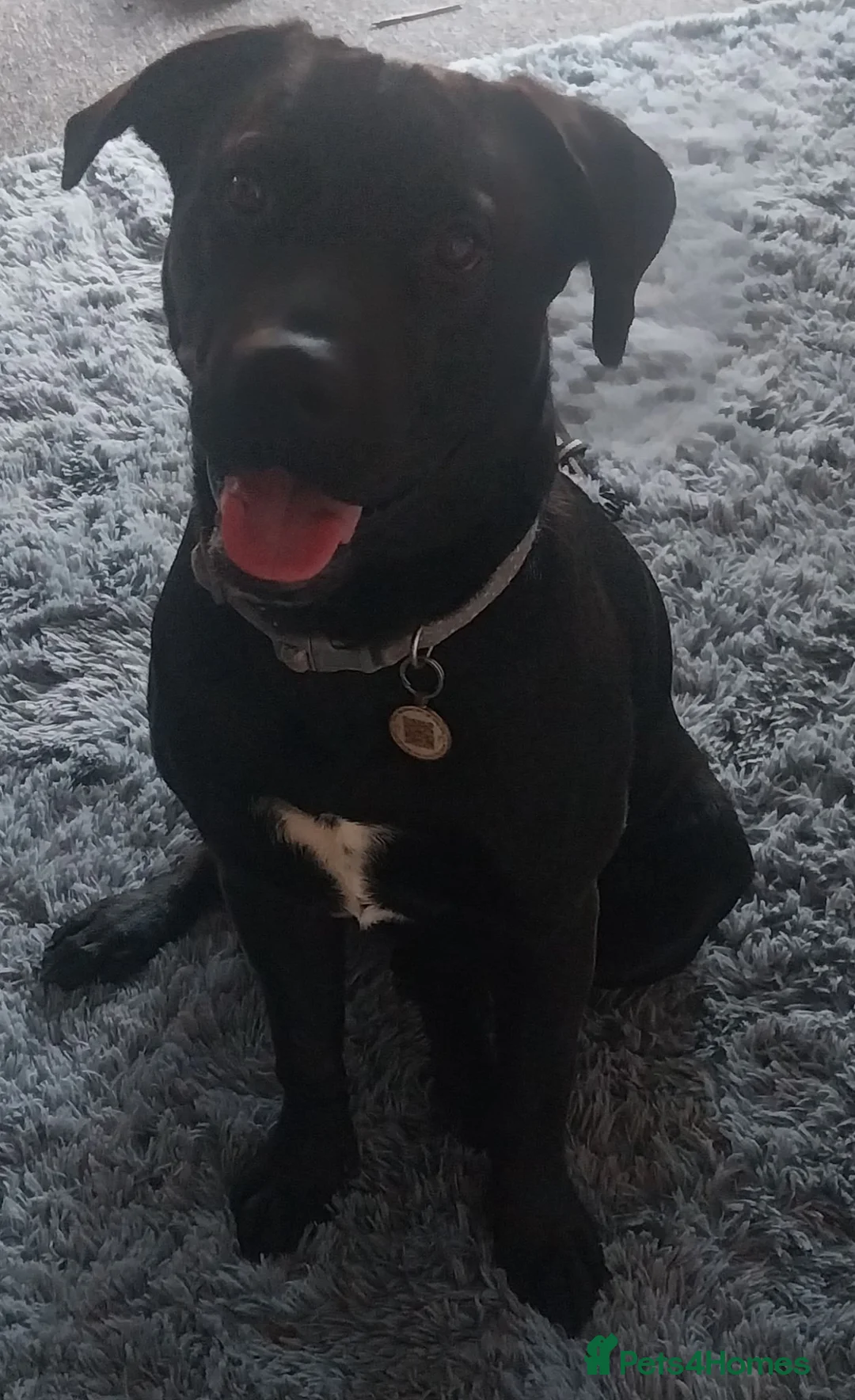 Mixed Breed dogs for sale: 7 month old Vinny in Liverpool - Advert 1