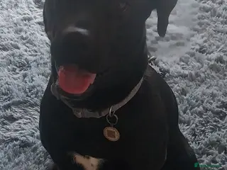 Mixed Breed dogs 7 month old Vinny - Advert 1