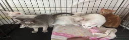 Domestic Shorthair cats for sale: Kittens for sale ASAP - Advert 4