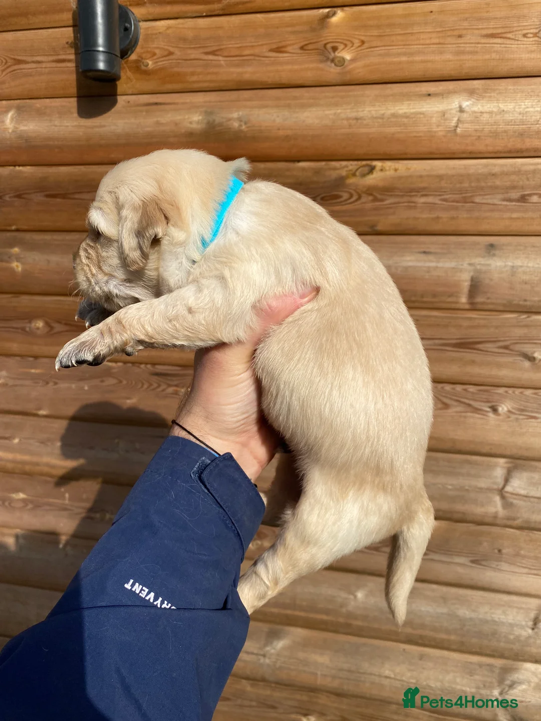 Golden Retriever dogs for sale: 💛🤍 5 Star ⭐️🐶 Golden Retriever Pups 🐶 🌟🤍💛 - Advert 27
