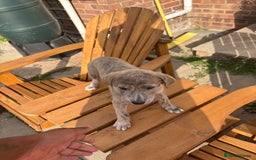 Lurcher dogs for sale: Working lurcher pups  - Image 6