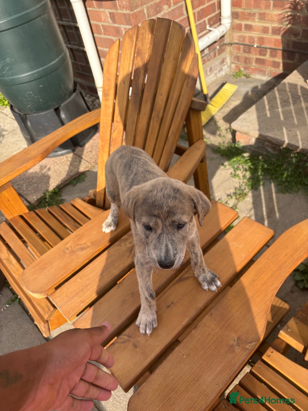 Lurcher dogs for sale: Working lurcher pups  - Image 6