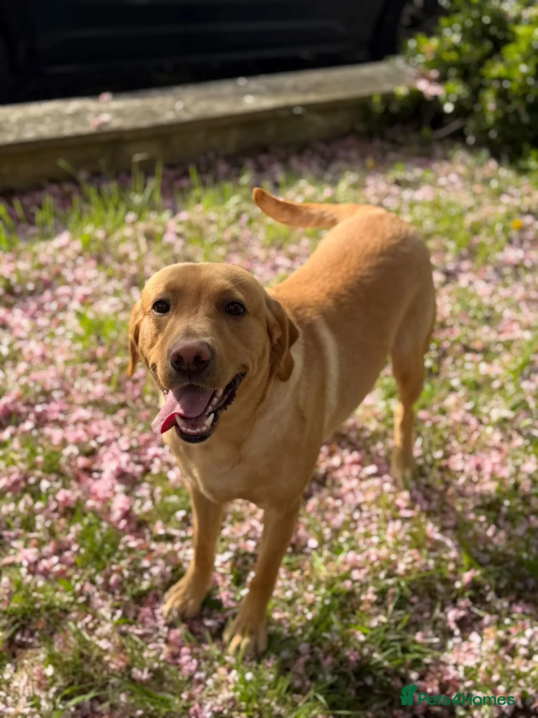 Labrador Retriever dogs for sale: Sage  in Scunthorpe - Advert 1