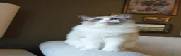 Ragdoll cats for sale: Final 3 ragdolls ready to leave  - Advert 2