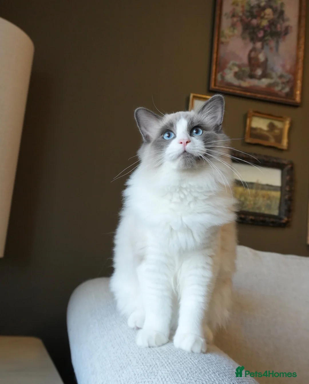 Ragdoll cats for sale: Final 3 ragdolls ready to leave  - Advert 2