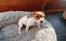 Jack Russell dogs for sale: Jack russell pup - Image 3