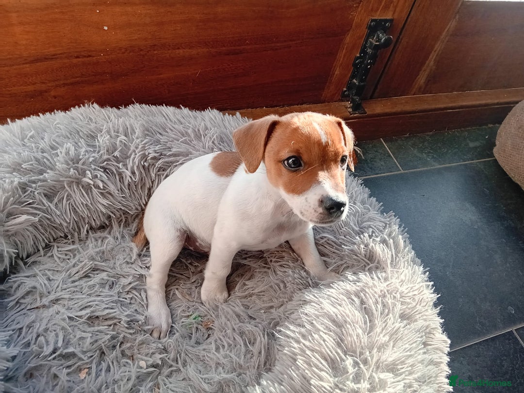 Jack Russell dogs for sale: Jack russell pup - Image 3