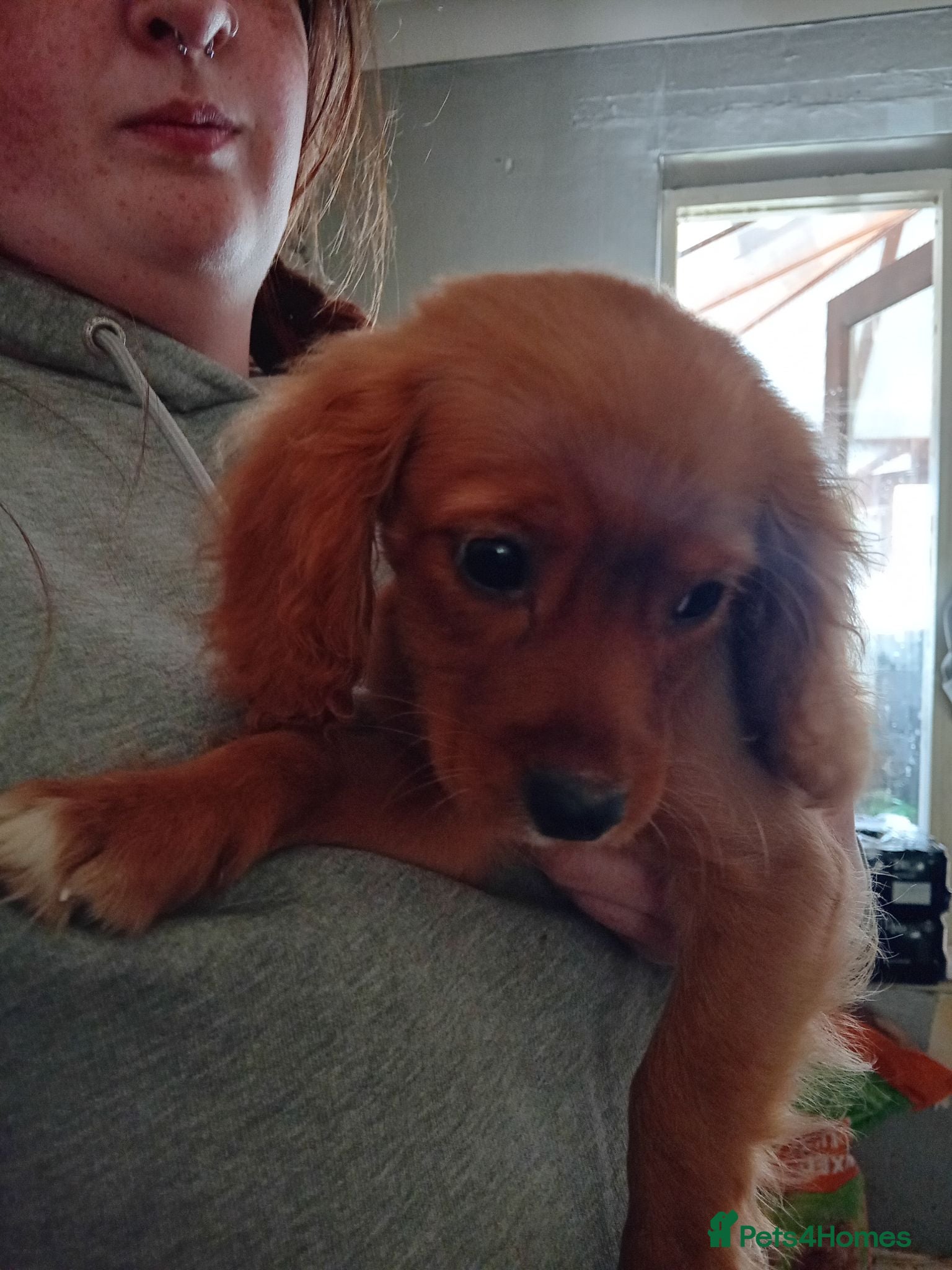 Cavapoo dogs A BEAUTIFUL LITTER OF CAVAPOO BABIES - Advert 1