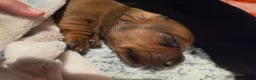 Miniature Dachshund dogs for sale: MINIATURE DACHSHUNDS TO FIND THEIR FOREVER HOME 🏡 - Advert 27