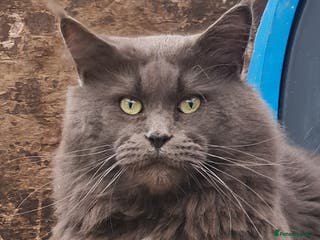 Maine Coon cats Mainecoon Male - Advert 1