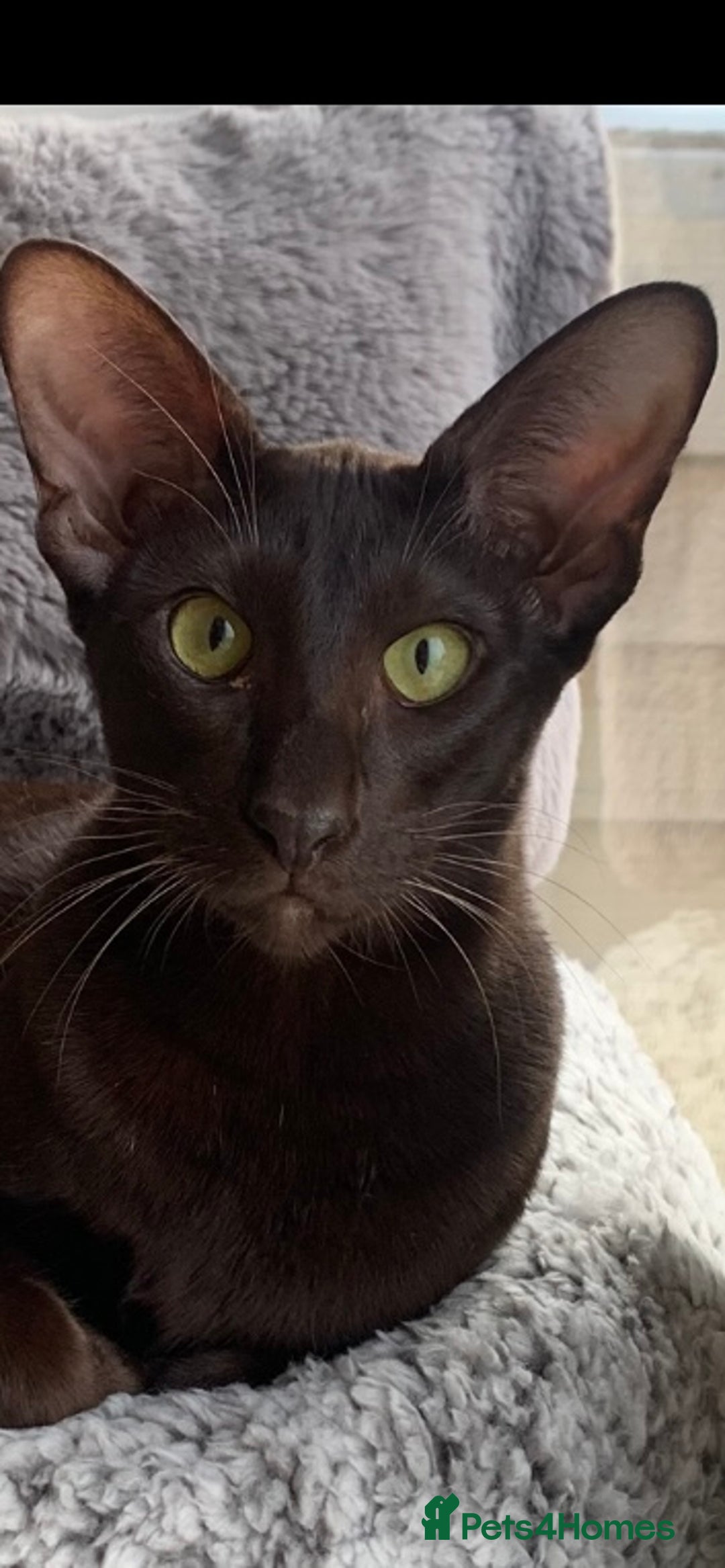 Oriental cats for sale: GCCF Reg, 9m old Havana Oriental Boy. - Advert 3