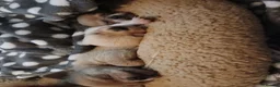 Chug dogs for sale: Chugs 1 light grey boy 1 white & cream girl - Advert 9
