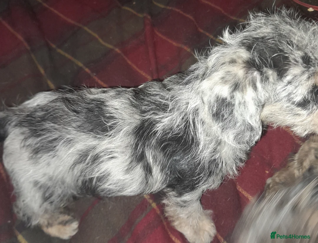Doxiepoo dogs for sale: Toy Poodle x miniature dachshund - Advert 2