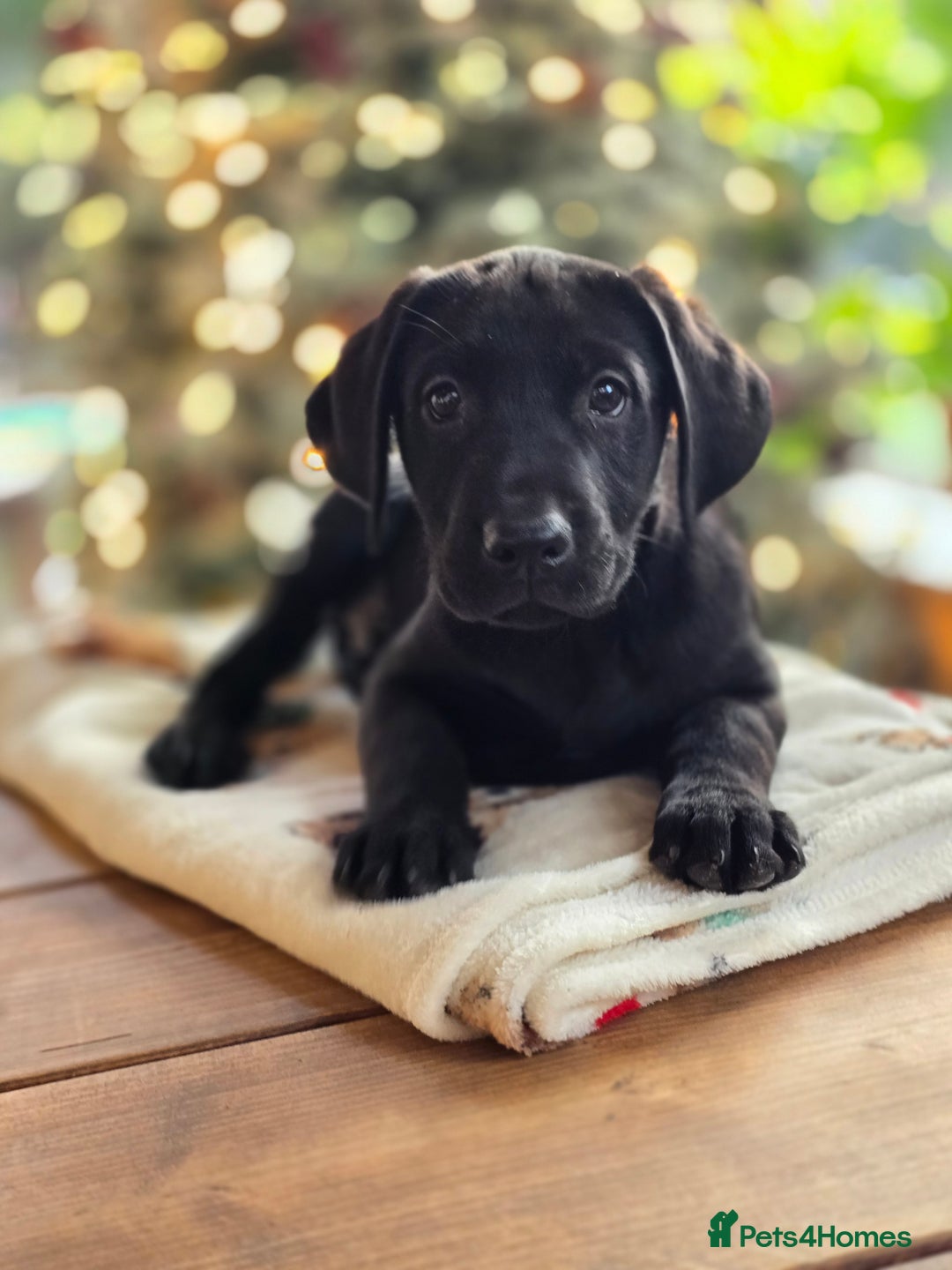 Labrador Retriever dogs for sale: One black boy looking for his forever family - Advert 8